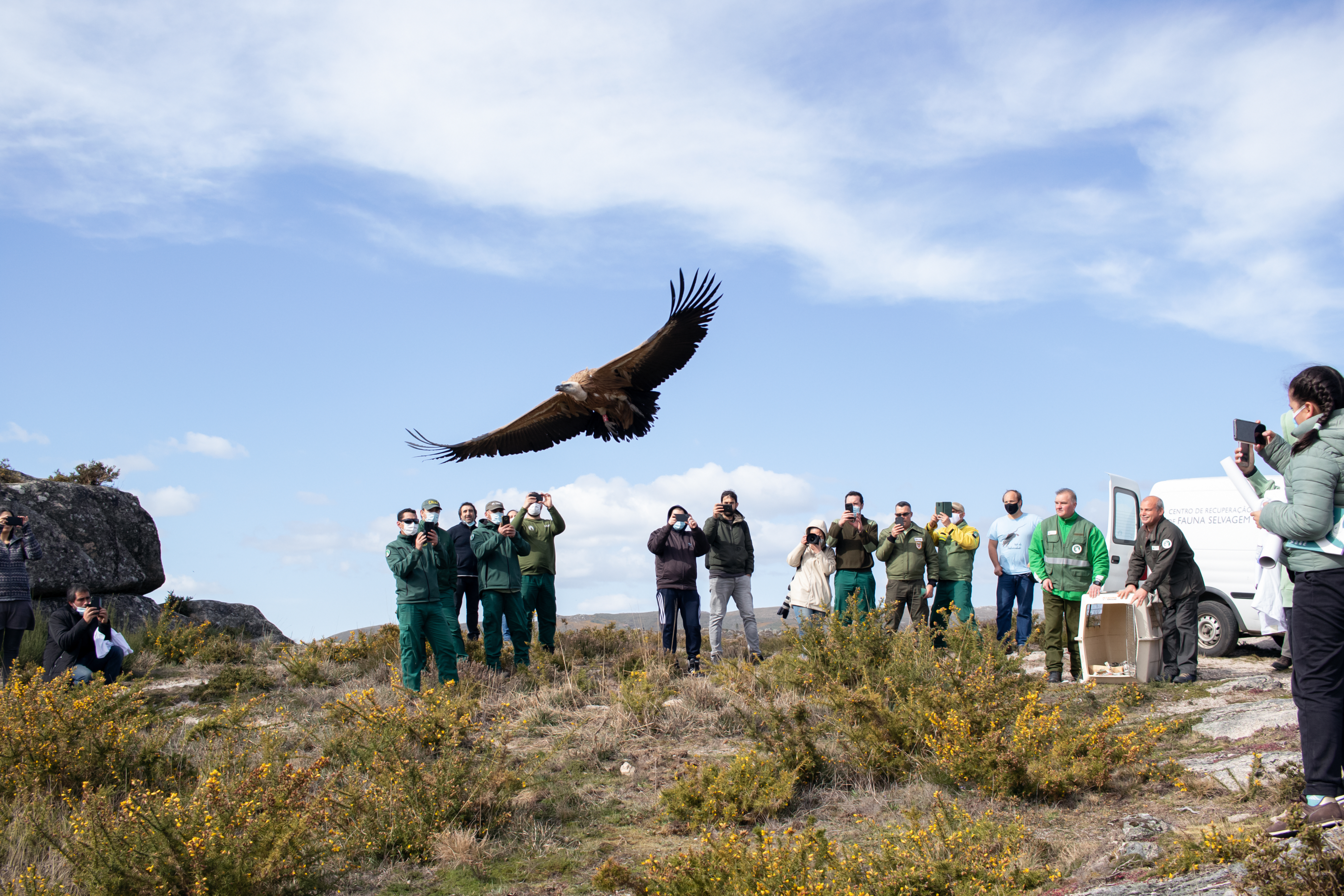 Grifo marcado com emissor GPS no Parque Nacional integra rede de monitoriza��o de amea�as para a fauna silvestre do projeto Sentinelas