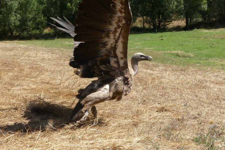 Projeto Sentinelas: grifos Darwin, Dehesa e Douro refor�am rede de monitoriza��o de amea�as para a fauna silvestre