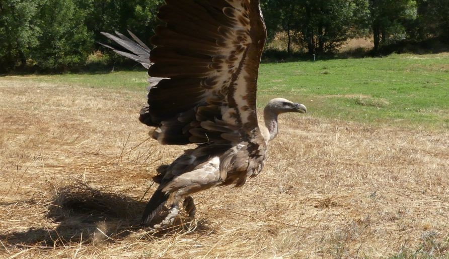 Projeto Sentinelas j� conta com 13 grifos marcados para detetar amea�as contra a biodiversidade