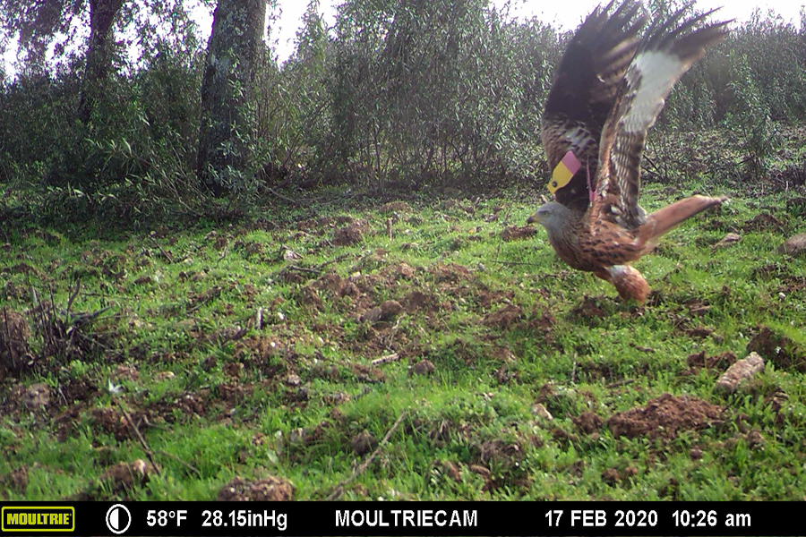 Milhafre-real registado por cmara de armadilhagem fotogrfica. Fotografia Palombar.